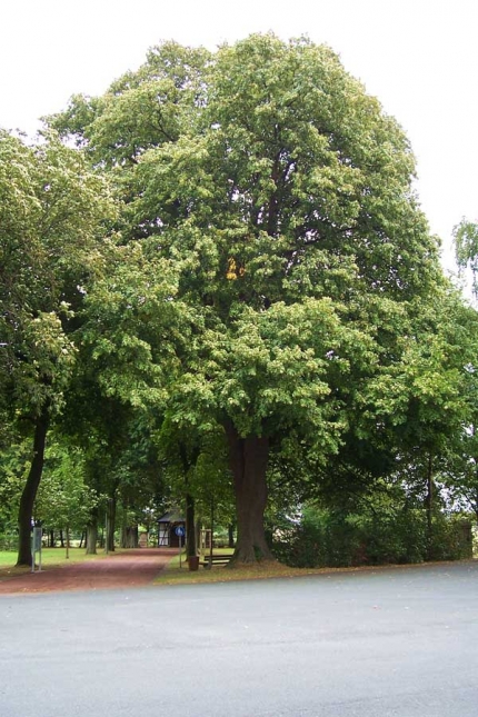 Bild 1 von Linde und Kastanie an der Wallfahrtskapelle